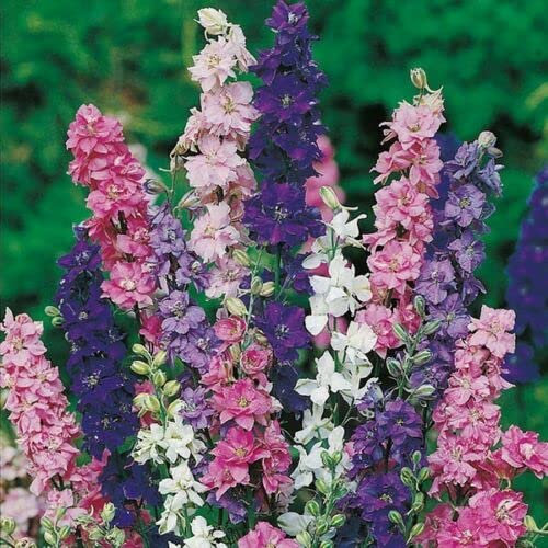 3500 Mix Delphinium Larkspur Imperial Seeds.