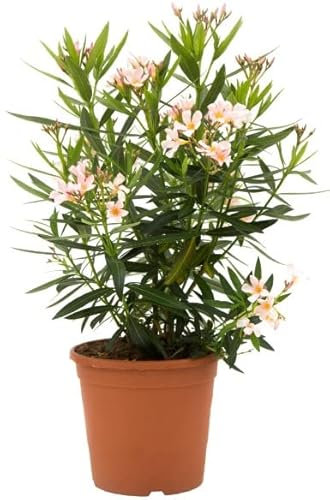 Planta Natural de Adelfa Blanca - Belleza y Perfume Natural en Tu Hogar