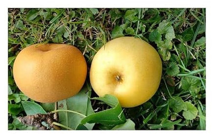 Stk - 3x Pyrus pyrifolia Nashi Apfel Birne Kumoi frucht Garten Pflanzen - Samen A442 - Seeds & Plants Shop by Ipsa