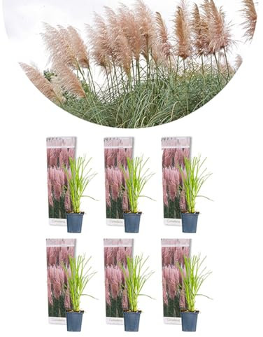 Bloomique - 6er-Set - Cortaderia Rosea - Rosa Pampasgras - Ziergras - Winterhart - Höhe 20-30 cm - Topf 9 cm