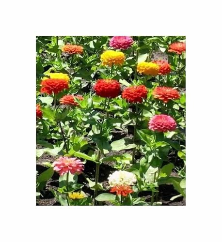 Stk - 30x Zinnie Dahlien flowered Mix Garten Pflanzen - Samen KS337 - Seeds & Plants Shop by Ipsa