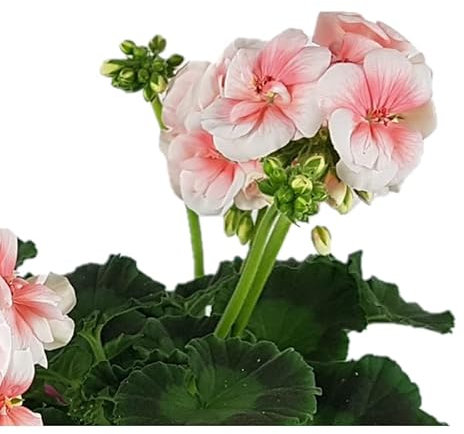 DECOALIVE Geranio Rosa Planta Natural con Flores Rosa