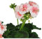 DECOALIVE Geranio Rosa Planta Natural con Flores Rosa