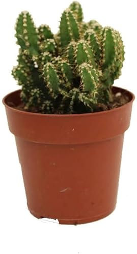 Planta Natural Cactus del Ordenador Cereus Peruvianus para Casa y Oficina en maceta de 8.5cm pequeña