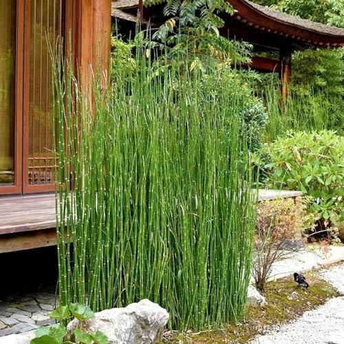 100 Pcs Winterschachtelhalm Samen, Schnellwachsende Sträucher Als Sichtschutz, Indoor Kräutergarten, Equisetum Hyemale, Zimmerpflanzen Groß, Grünpflanzen Zimmerpflanzen Dachbegrünung