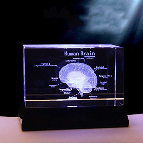 UIGJIOG 3D-Kristallmodell des Menschlichen Gehirns, Anatomie, Lehrmodell, Briefbeschwerer, Kristallglas, Würfel, Wissenschaft, Geschenk, Souvenir, LED-Basis,5 * 5 * 8cm