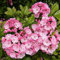Luojuny Semillas de laurel, 50 piezas/bolsa Semillas de laurel de montaña Floración compacta Raras Kalmia Latifolia Semillas para parque semillas de kalmia latifolia