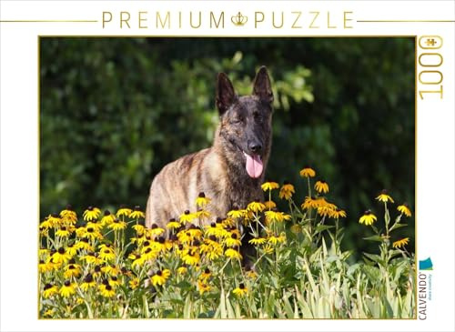 CALVENDO Puzzle EIN Motiv aus dem Kalender Holländischer Schäferhund | 1000 Teile Lege-Größe 64 x 48 cm Foto-Puzzle für glückliche Stunden