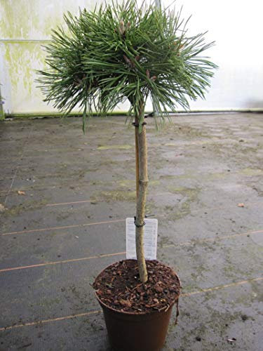 Pinus mugo Benjamin - Zwerg-Bergkiefer Benjamin Stamm 40cm