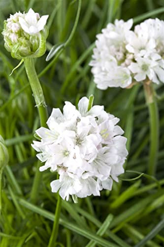 Armeria maritima 'Armada White' ca. 9x9 cm Topf - Strand-Grasnelke, weiße Blüten, Blütezeit Mai-August, ideal für Steingärten, pflegeleicht und winterhart