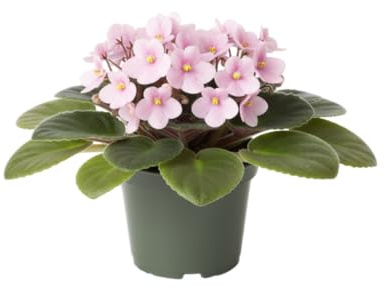 Violeta Africana DECOALIVE Saintpaulia Planta Natural de Fácil Cuidado y Gran Belleza