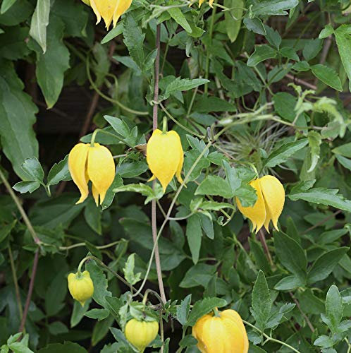 Stauden-Gold Waldrebe - Clematis tangutica