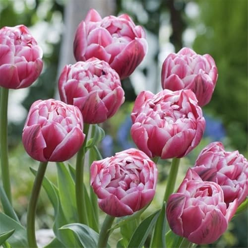 Tulpenzwiebeln Blumenzwiebeln pflanzen,Tulpenzwiebeln winterharte Stauden, Herbstpflanzung, Frühlingsblüher-25zwiebeln-D