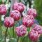 Tulpenzwiebeln Blumenzwiebeln pflanzen,Tulpenzwiebeln winterharte Stauden, Herbstpflanzung, Frühlingsblüher-25zwiebeln-D