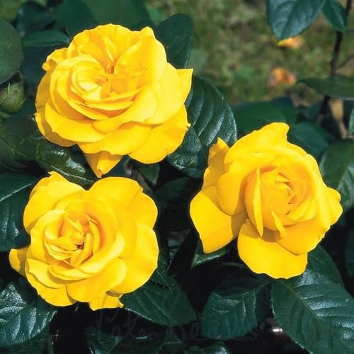 Peter Beales Roses UK Golden Wedding Rose, Golden Yellow, UK Floribundas, Indoor Plant, Rose