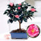 Chinesische Grünteebaum-Samen, Kamelie, Sinensis, Garten, Bonsai, Pflanze für Frauen, Männer, Kinder, Anfänger, Gärtner, Geschenk, 10 Stück