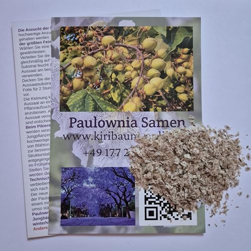 1000 Samen Paulownia Pao Tong Z07, Kiribaum, Blauglockenbaum, schnellwachsend, winterhart bis -33°