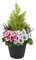 Artificial Pink and White Faux Silk Pansies with Grasses/Conifer Topiary in a Black Pot Patio Planter Ideal for Home, Patio, Garden Outdoor Living 60cm/23.5in