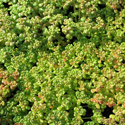 6 x Orpin de l'Oregon - Sedum Oreganum - Godet 9x9 cm, Tolérant à la Sécheresse, Feuillage Persistant