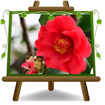 Camelia Rot Burnside Ornamentpflanzen - auf Topf 18 cm - Höhe 50 ~ 60 cm