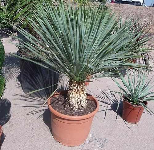 Yucca Rostrata, une belle plante