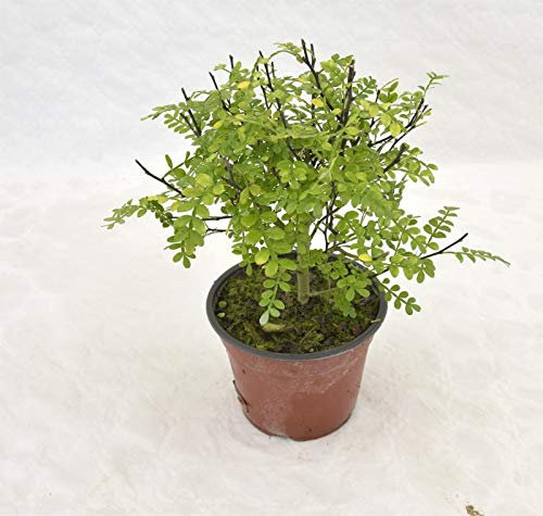 Pianta Zanthoxylum Pepe Giapponese Vaso 14cm