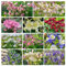 akelei samen mehrjährig winterhart -Aquilegia - winterharte stauden für pralle sonne pflanzen samen indoor steingarten pflanzen garten pflanzen pflanzensamen schmetterlingswiese 300pcs