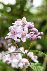 Rosendeutzie 'Mont Rose' 60-100 cm Deutzia hybrida winterhart Blütenstrauch | Deutzia hybrida, sommergrün, hellrosa Blüten im Juni, sonnig bis halbschattig, aufrechter Strauch, winterhart