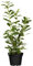 Kirschlorbeer Heckenpflanzen immergrün Sichtschutz Prunus lauroc.'Novita' im Topf gewachsen 60-80cm (20 Stück)