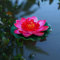 Künstliche schwimmende Schaumstoff-Lotusblume mit Seerosen-Pad, künstliche Teichpflanzen, Ornamente, künstliche Lotusblume für Garten, Teich, Aquarium und Schwimmbad, Dekoration (rot)