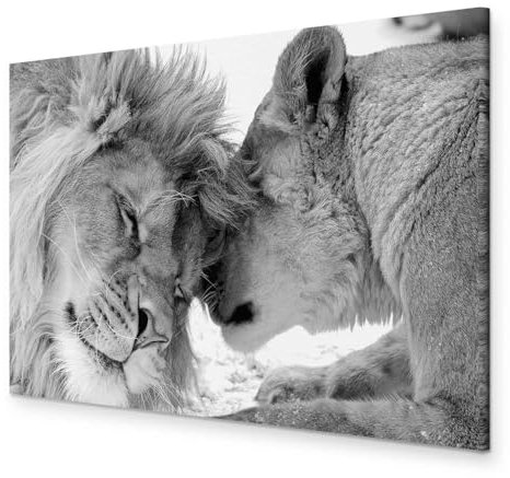 B&D XXL - Wandbilder Löwe 60x40 cm 1 tlg - Wand Deko Vlies Leinwand Bilder Groß Wanddeko Wohnzimmer Schlafzimmer Kunstdrucke - Löwen Liebe Afrika Tier g-B-0034-b-b