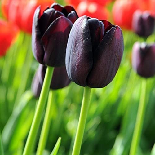 5 Piezas Bulbos De Tulipán Variedad Rara Negro-púrpura Fuerte Fragancia Flores Herbáceas Perennes Interior Al Aire Libre Plantación Hermoso Ramo Simboliza La Primavera