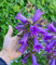 BALDUR Garten Campanula 'Rebelle®',1 Knolle, Blüht im Sommer wie verrückt,Riesige Blütenglocken,Winterhart & pflegeleicht im Beet & Kübel,Campanula glomerata