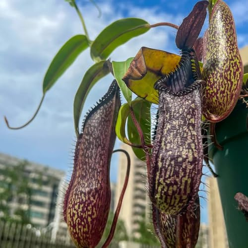 nepenthes - kannenpflanze seltene gartendeko für draußen Fleischfressende winterharte kübelpflanzen grünpflanzen zimmerpflanzen winterharte garten bonsai hängend ranke kletterpflanzen 250samen