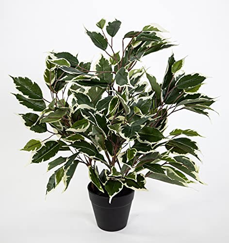 Seidenblumen Roß Ficus Benjamini 42cm grün-weiß im Topf JA Kunstpflanze künstliche Pflanzen Birkenfeige