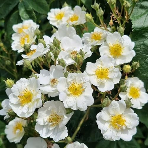 Peter Beales Roses UK White Rambling Rector Rose Plant for Outdoor July Blooming, Fragrant, UK Grown, Climber, Full Sun