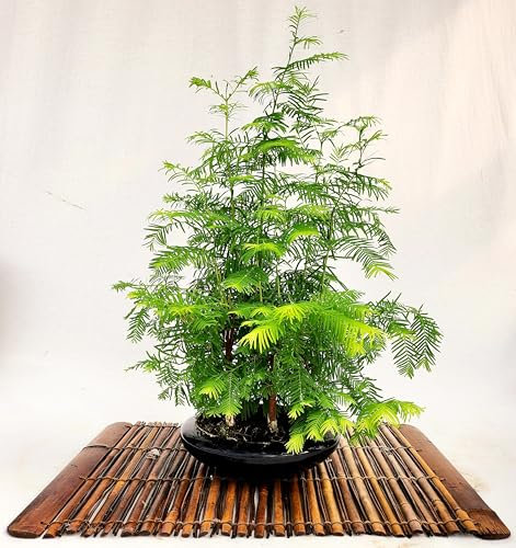 POWERS TO FLOWERS - SEQUOIA BONSAI SU VASO ROTONDO, BOSCHETTO DI SEQUOIA, pianta vera