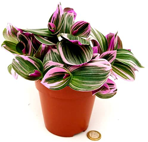 POWERS TO FLOWERS - TRADESCANTIA NANOUK VASO 12CM, pianta vera