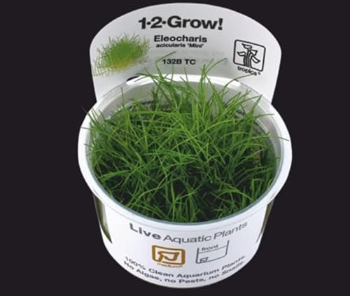 Sahawa 1-2-GROW! 2 x Bonsai-Nadelsimse/Eleocharis sp. 'Mini'