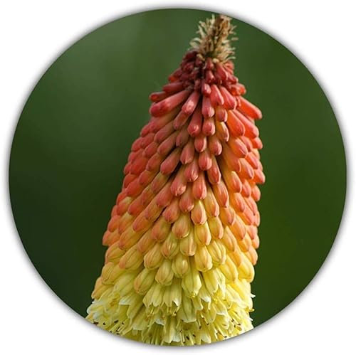 Fackel Lilie Samen / 30 Stück / Schöne Farben/Fackelblume / Staude