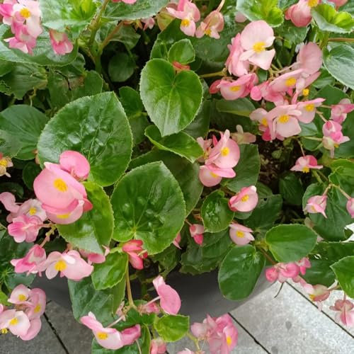 200 piezas semillas de begonia de hielo begonia, Plantar flores, cama de balcón. semillas de begonia Plantas perennes resistentes para pleno sol y jardín de flores. Semillas de variedades