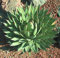 AGAVE filifera Rare Succulent Wire Leaf Exotic Garden Aloe Seed 50 SEEDS: Only Seeds