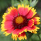 SEMI FIORI GAILLARDIA SEMENTI SELEZIONATI PIANTA PERENNE GIARDINO AIUOLE SEEDS GRAINES SEMEN SEMILLAS