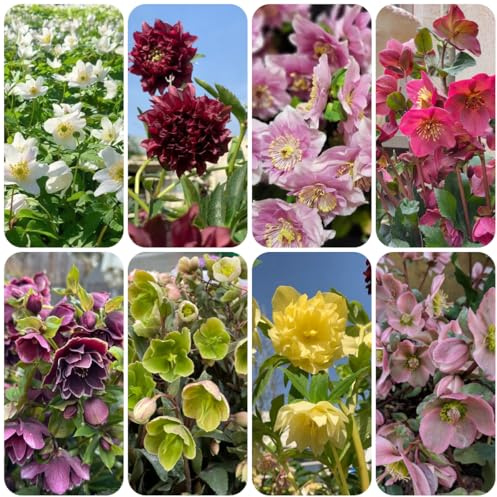 Elleboro rosasemi di Natale - giardino, balcone rampicanti, giardino roccioso d'appartamento purificatrici d'aria balcone insoliti per l' di 120semi