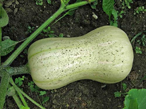 25 Samen von Waltham Butternut Squash - Moschus-Kürbis