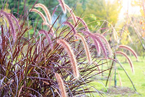 Kolbenhirse 'Red Jewel' 30 Samen, Setaria Italica, Ziergras, rot Borste Gras- schönes lila Gras