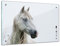 Bilderdepot24 Memoboard 60 x 40 cm | Tiere | weißes Pferd - Schimmel | abwaschbare Glas-Magnettafel mit Halterung Magneten Stift 1318