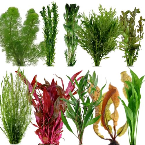 Live Aquarium Plant Stems Bunched for Tropical Fish Tanks Coldwater Aquatic Assorted Plant Variety (10 Stems)