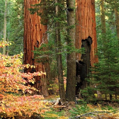 40pieces Brown Giant Sequoia Tree Seeds