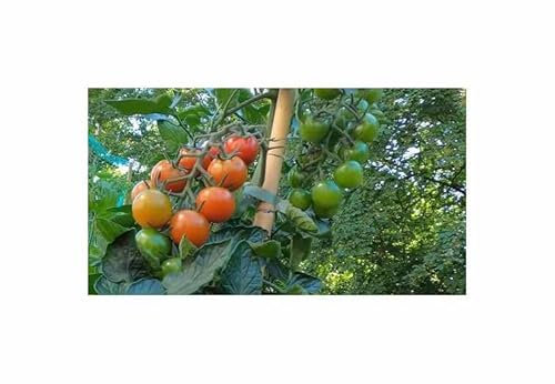 Stk - 6 Korn Cocktailtomaten Philovita F1 Garten Pflanzen - Samen F-S376 - Seeds & Plants Shop by Ipsa